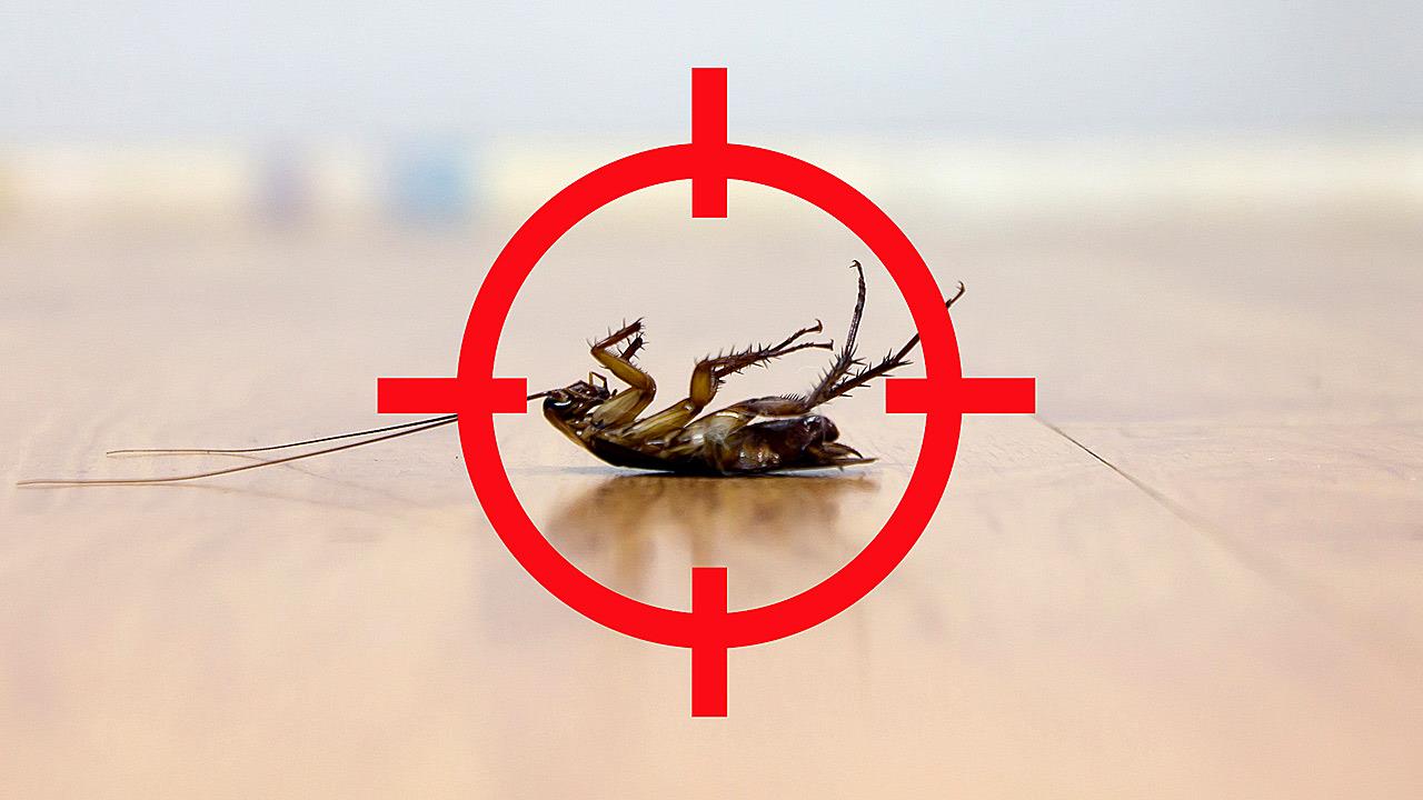 Παγίδες και hacks για να ξεφορτωθείς τις κατσαρίδες