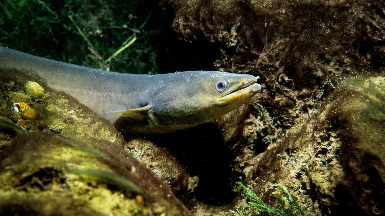 Γιατροί έβγαλαν ζωντανό χέλι 63 εκατοστών από τον πρωκτό ενός 31χρονου