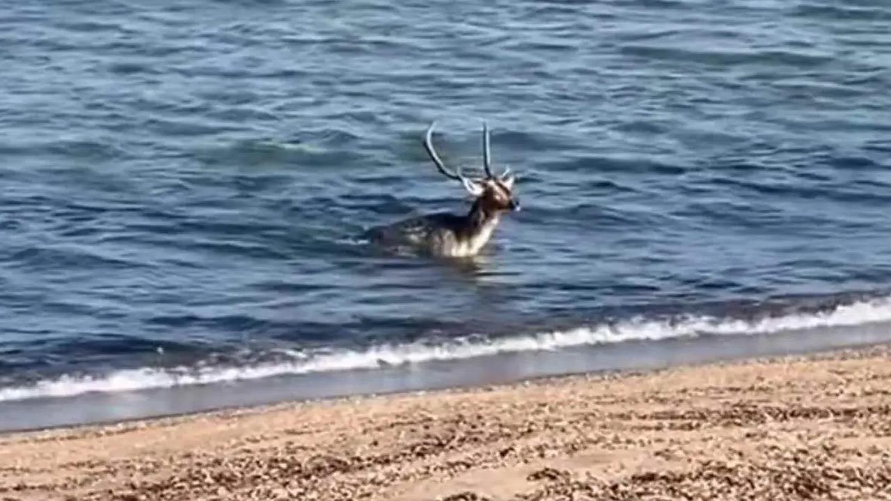 Απίστευτο βίντεο από τη Λήμνο με ελάφι να κάνει βουτιά στην θάλασσα