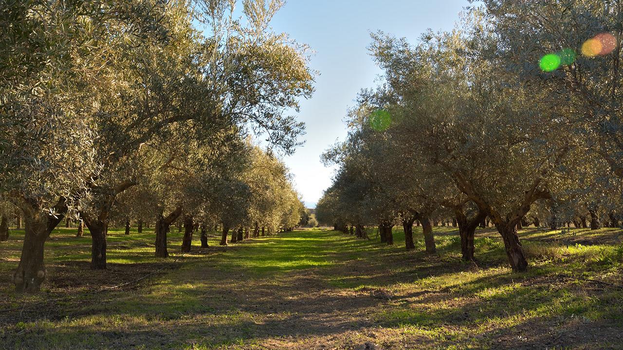 Υπήρχε όντως ελαιώνας στον Ελαιώνα; Και άλλα πράγματα που δεν ήξερες