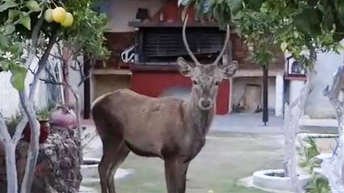 Εθεάθη ελάφι σε αυλή σπιτιού στο Μενίδι