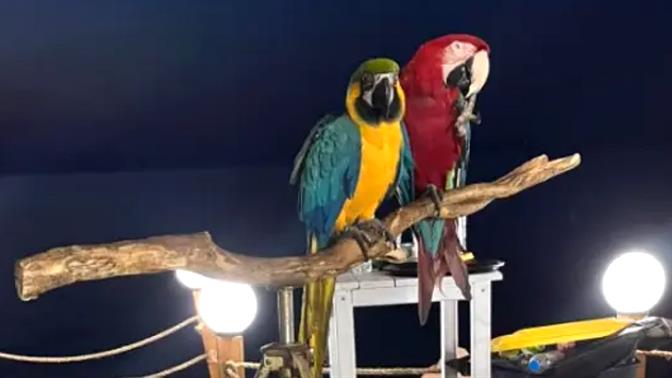 Iδιοκτήτης ξενοδοχείου στην Χαλκιδική έκοψε τα φτερά παπαγάλων για να τους έχει ως ατραξιόν
