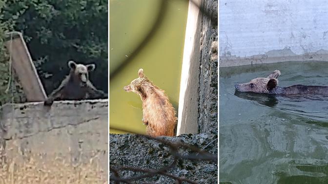 Διέσωσαν αρκουδίτσα που είχε εγκλωβιστεί σε δεξαμενή νερού στην Ήπειρο