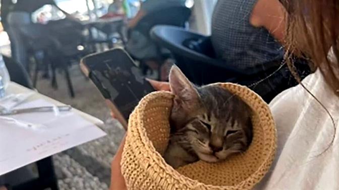 Η τουρίστρια που έσωσε το γατάκι στις Σπέτσες το υιοθέτησε και του έδωσε το όνομα «Σπέτσι»